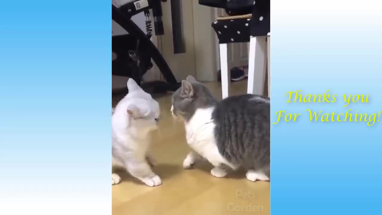 My Cats Doing Funny Couple Fight