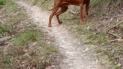 The Handsome Hound Mr Brown in The Aussie Bush