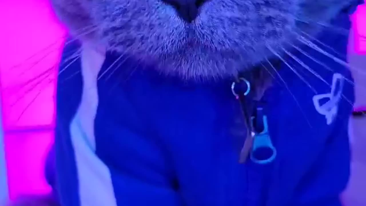 Funny cat video