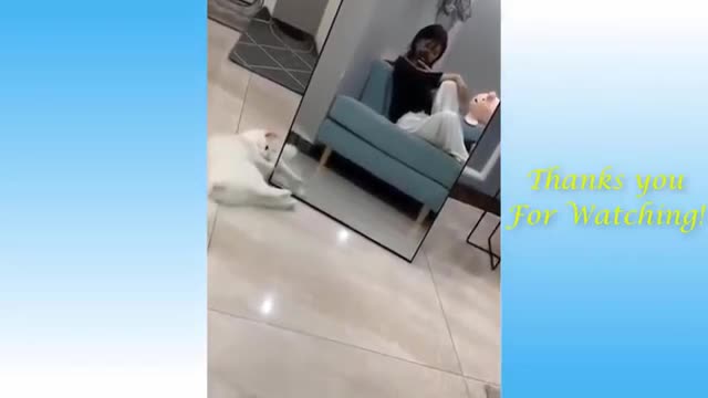 Pets engraçados duvido você não rir