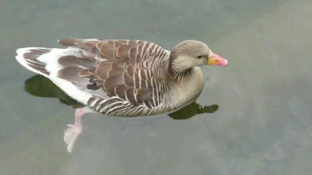 gans in the lake