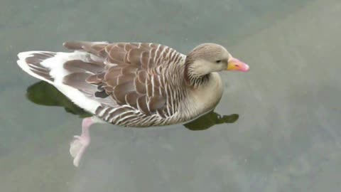 gans in the lake