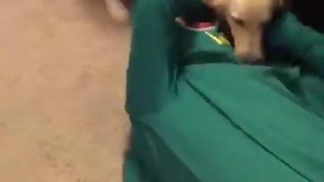 Guy dresses up as dog's favorite toy ORIGINAL