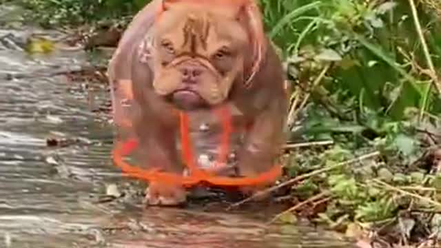 Grumpy gal 🤣 Funniest 🐶 Dog