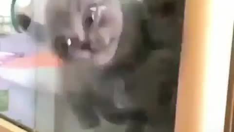 Funny cat