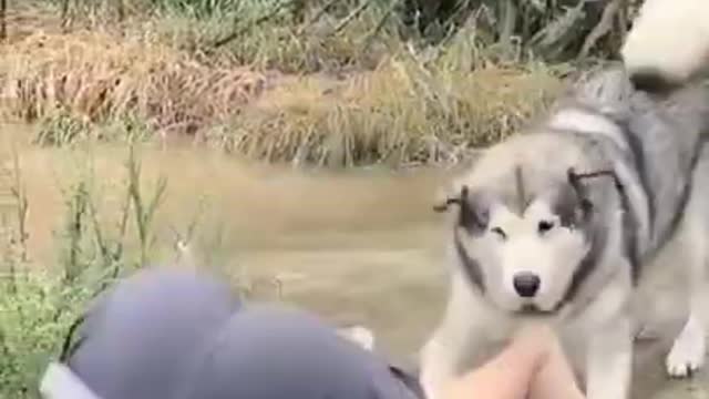 Funny Dogs and Cats