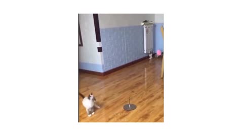 Playful cute cat play ball