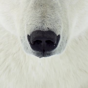A drip falls from the nose of a male polar bear
