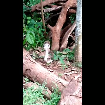 6 feet long Asian cobra