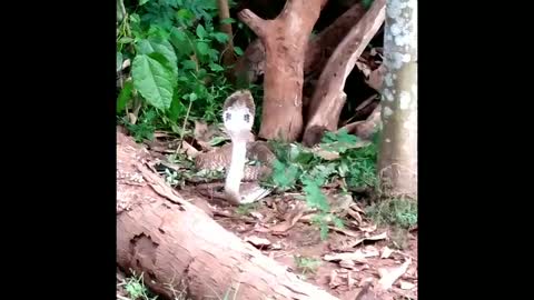 6 feet long Asian cobra