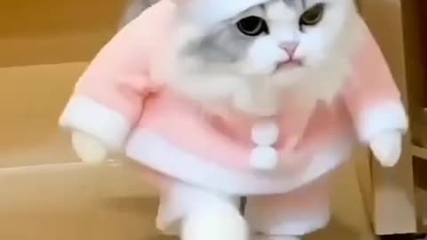 Very cute cat. She is busy making videos.