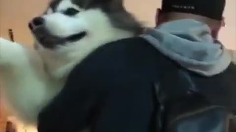 Funny and Cute Husky Puppies Compilation #8 - Cutest Husky