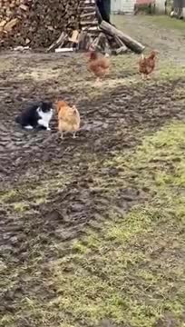 Chickens Team up to Stop Cat __ ViralHog