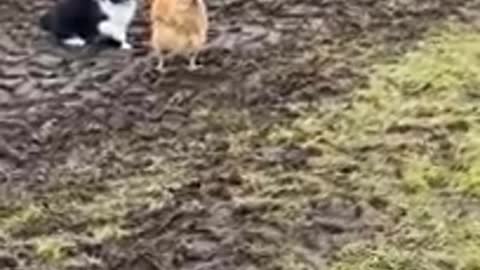 Chickens Team up to Stop Cat __ ViralHog