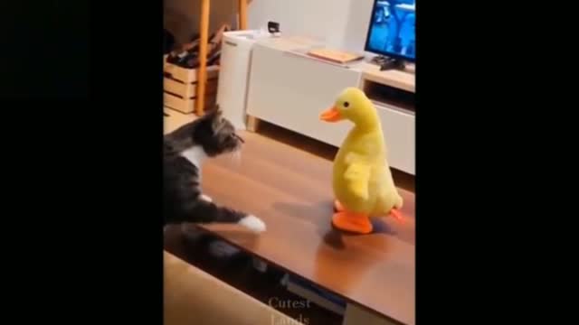 Cutest Lands || Funny Cat videos