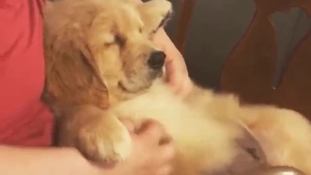 Puppy looks satisfy when getting relaxed from boss massage