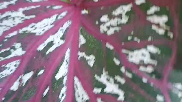 Flower Caladium