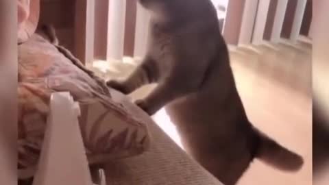 Funny animal videos