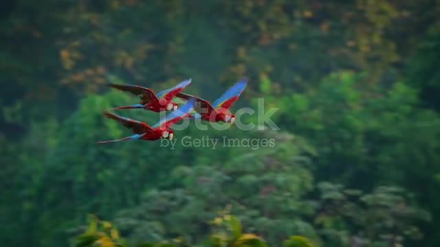 Makaw bird flying in forest. Makaw bird going her home..