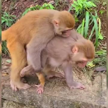 Monkey love