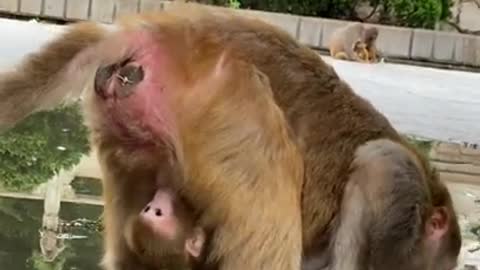 Cute Monkey China & Funny Love monkey| Animals Love