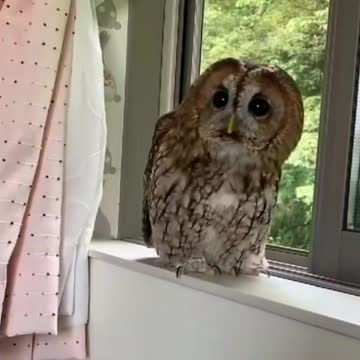 Big owl is seeing around with his cute neck🦉