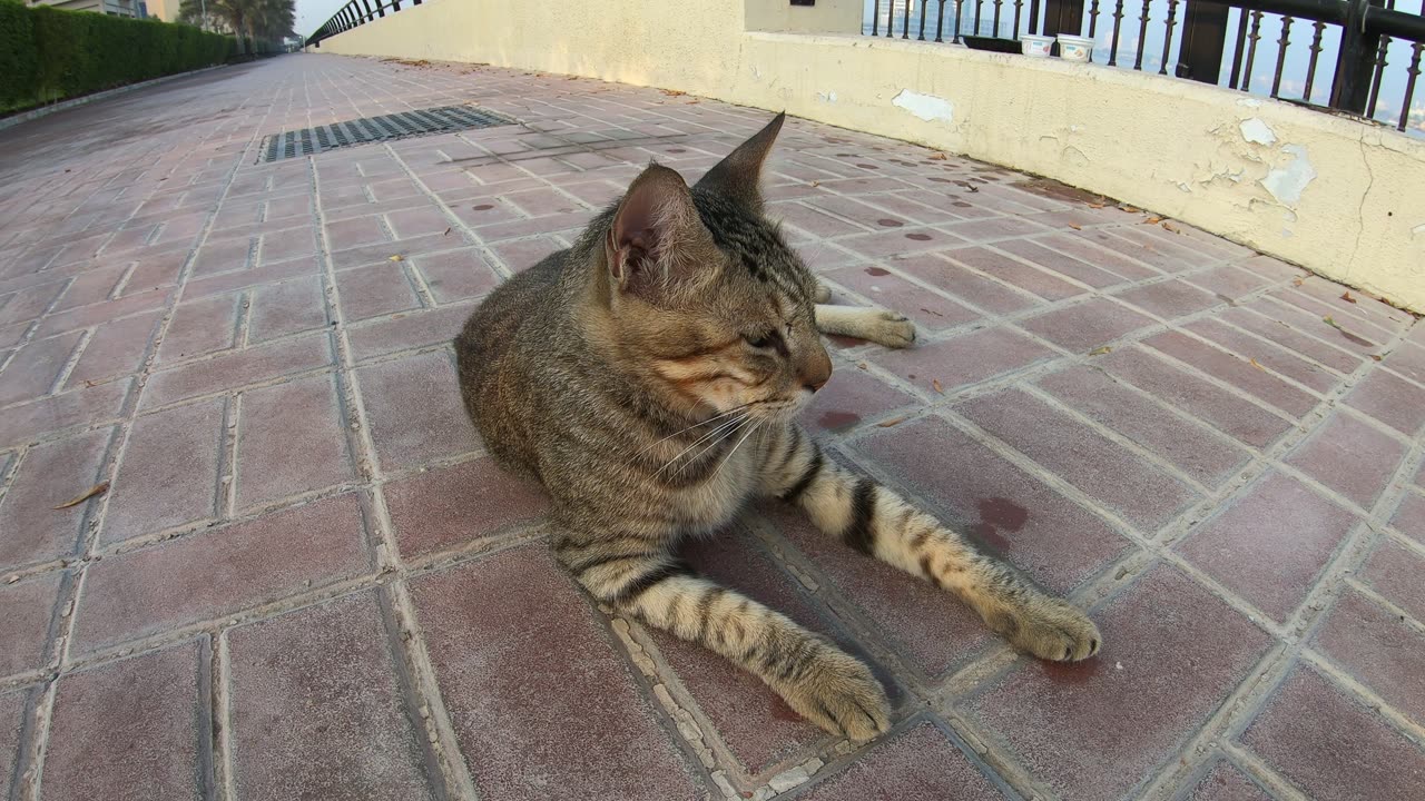 MICHAEL JACKSON - Homeless cat in Ras Al Khaimah, UAE #cat #cats #MichaelJackson #emirates #ae #UAE