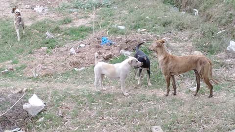 Suddenly all dogs watch some thing in bushes and start attack on it