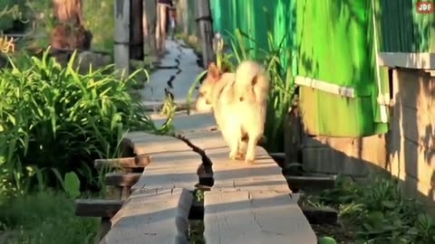 15 Things Dogs Love the Most