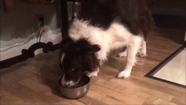 Perro saborea graciosamente cada uno de sus bocados de comida