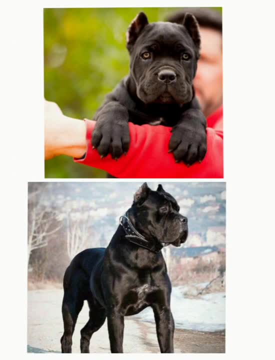 Top 15 Cute Dog In The World ( Dogs Lover )❤️