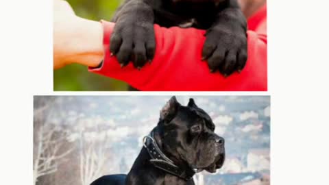 Top 15 Cute Dog In The World ( Dogs Lover )❤️