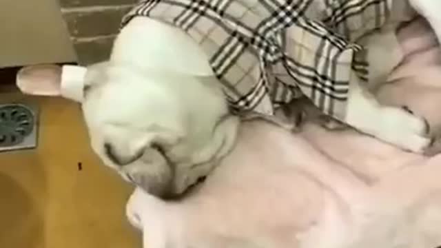 Funniest dogs #4| try not to laugh