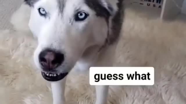 Husky trying to be a good dog