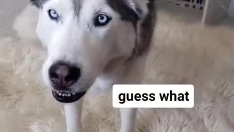 Husky trying to be a good dog