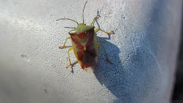 interesting beetle!