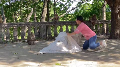 Fake Tiger Prank Monkey So Funny