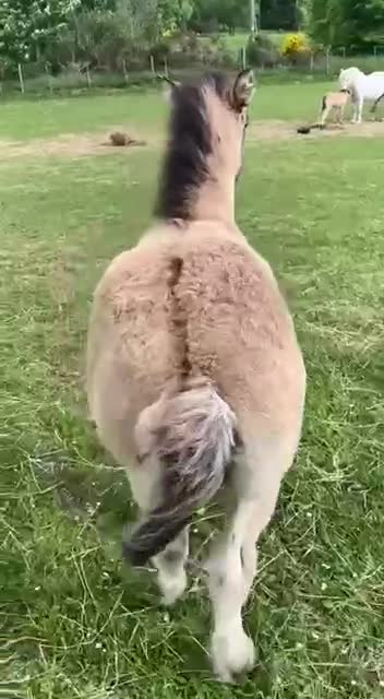 Donkey butt scratch! (SO important!)