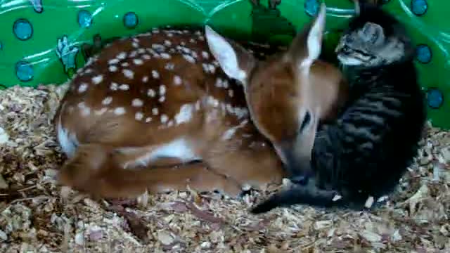 Deer and baby kitten.