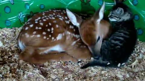 Deer and baby kitten.