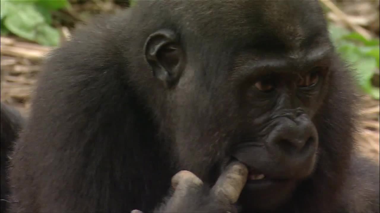 Gorilla cute expression like human