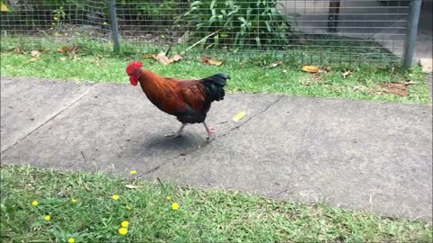 Nimbin Chickens