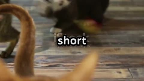 Top 5 Smallest Dogs In The World!
