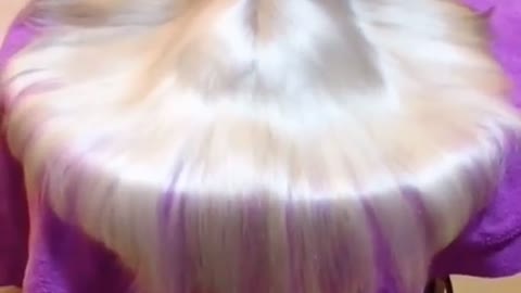 Wow nice cute dog