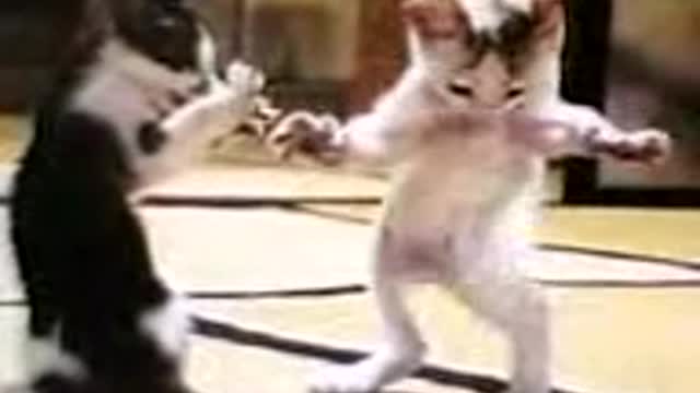 dancing cats