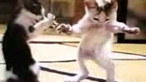 dancing cats