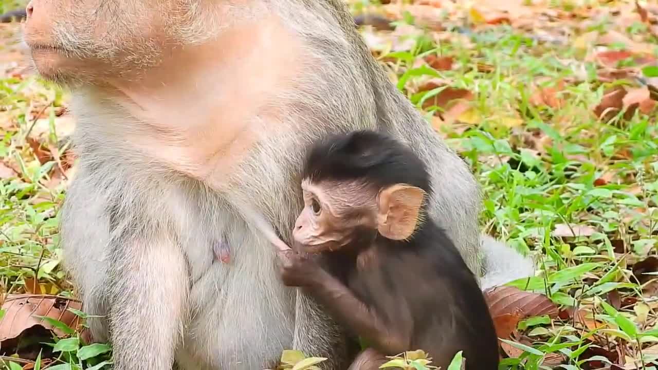 Cute Monkey Baby Saxon is crying for milk