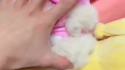 Baby_dogs___Cute_and_Funny_Dogs_Videos_Compilation_2021__Part__11