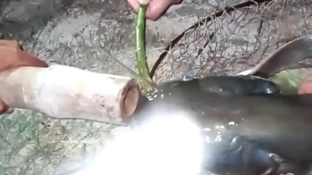 World Unique Fish 🐠 100 Millions Dollar Fish Eating Milke in Fider