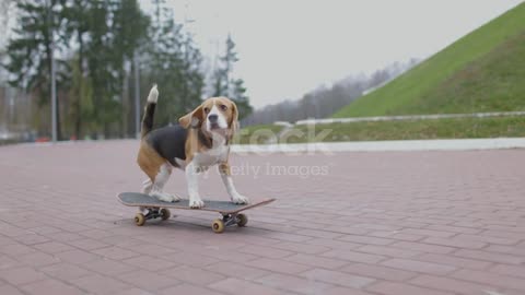 Dog training videos cute dog train video !